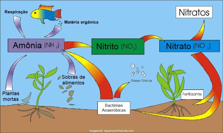 Sobre As Bact Rias Do Ciclo Do Nitrog Nio Aquarismo Paulista