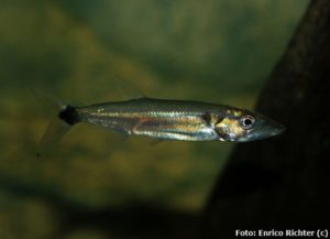 Peixe Cachorro Ueua (Acestrorhynchus Altus) - Aquarismo Paulista