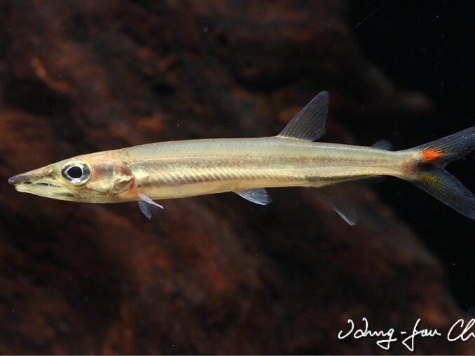 Arquivos Characiformes (Outros Grupos) - Aquarismo Paulista