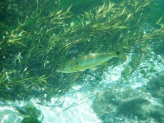 Peixe Cachorro (Acestrorhynchus Pantaneiro) - Aquarismo Paulista