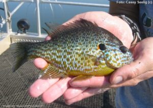 Peixe Sol (Lepomis gibbosus) - Aquarismo Paulista