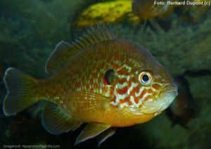 Peixe Sol (Lepomis gibbosus) - Aquarismo Paulista