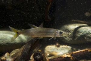 Peixe Cachorro (Acestrorhynchus Microlepis) - Aquarismo Paulista